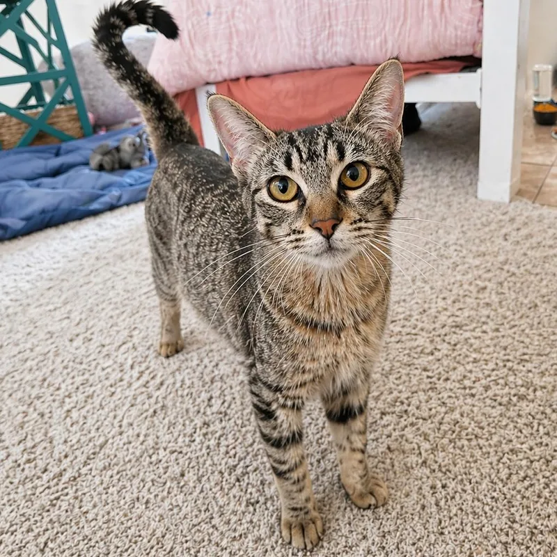 An adult medium-sized female Gray / Blue / Silver Domestic Short Hair cat named Sassy for adoption in Austin, TX