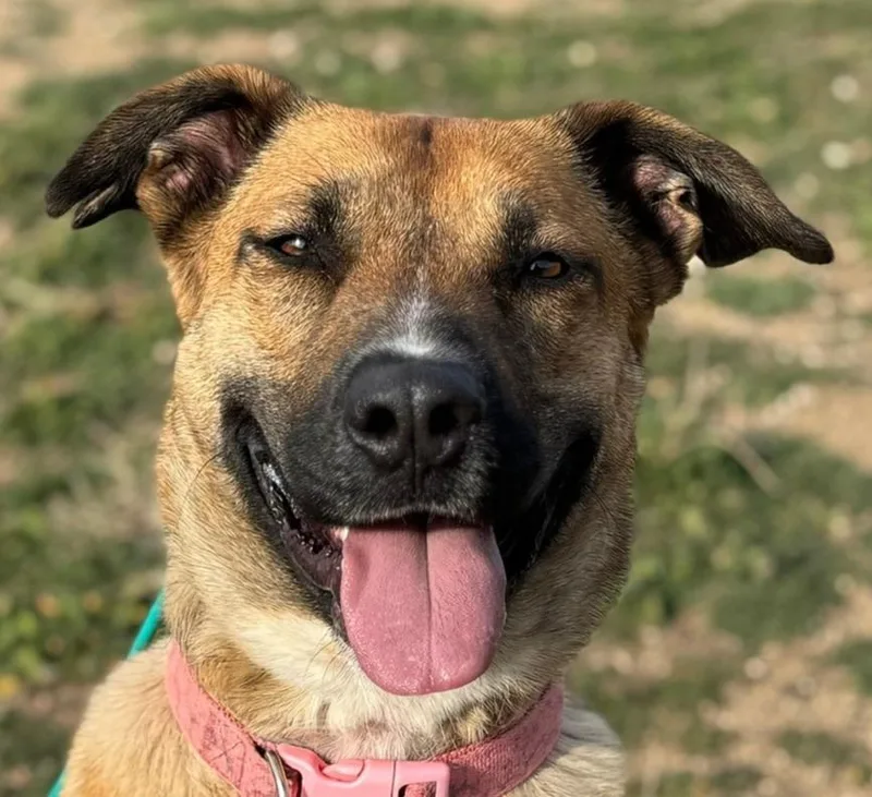 A young large-sized female Shepherd dog named Dani for adoption in Tehachapi, CA
