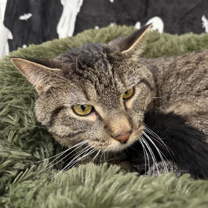 An adult large-sized male Gray / Blue / Silver Domestic Short Hair cat named Timmy for adoption in Deerfield, IL