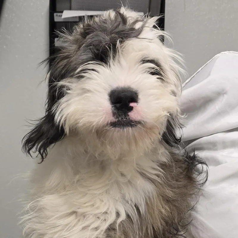 A baby small-sized male White / Cream Mixed Breed dog named Broccoli for adoption in Troy, IL