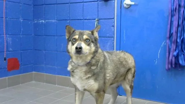 An adult medium-sized male Husky dog named Bear for adoption in Albuquerque, NM
