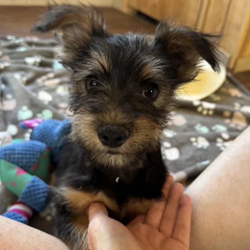 Mr. Cutie Pie Archie
