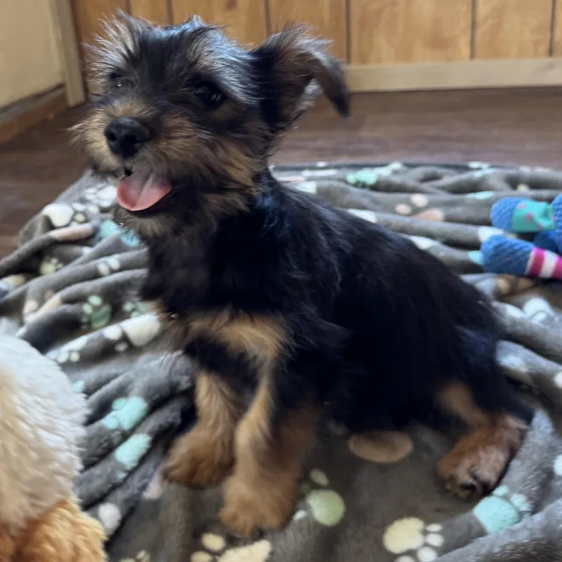 Mr. Cutie Pie Archie thumbnail 2