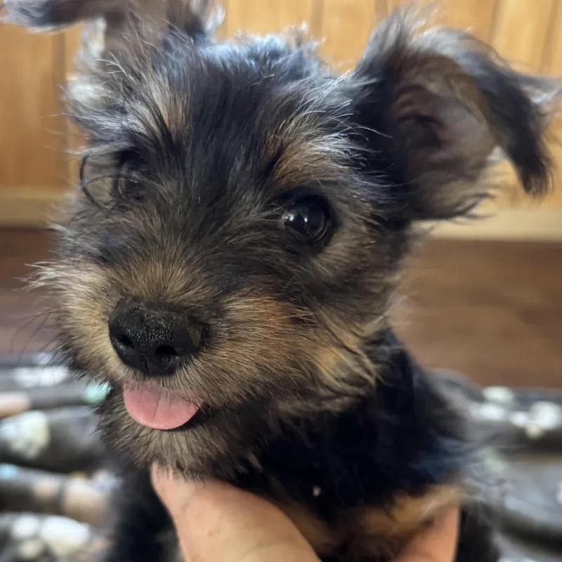 Mr. Cutie Pie Archie thumbnail 4