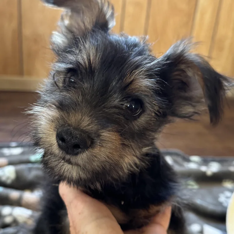 Mr. Cutie Pie Archie thumbnail 5