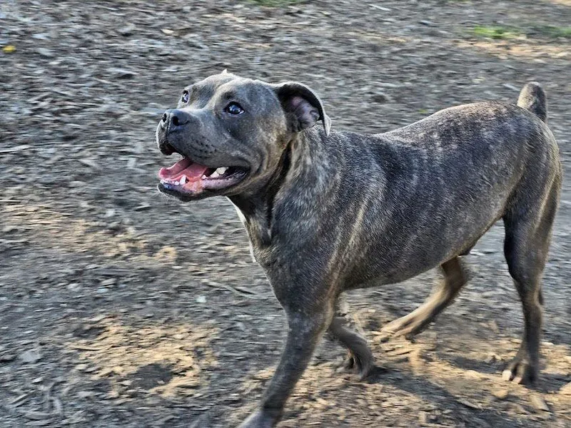 A young medium-sized male Brindle American Bulldog dog named Andy Ii for adoption in Ringwood, NJ