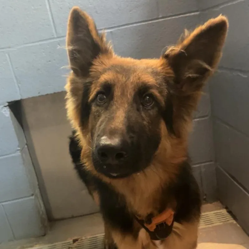 A young large-sized male Yellow / Tan / Blond / Fawn Mixed Breed dog named Blaze for adoption in Gadsden, AL