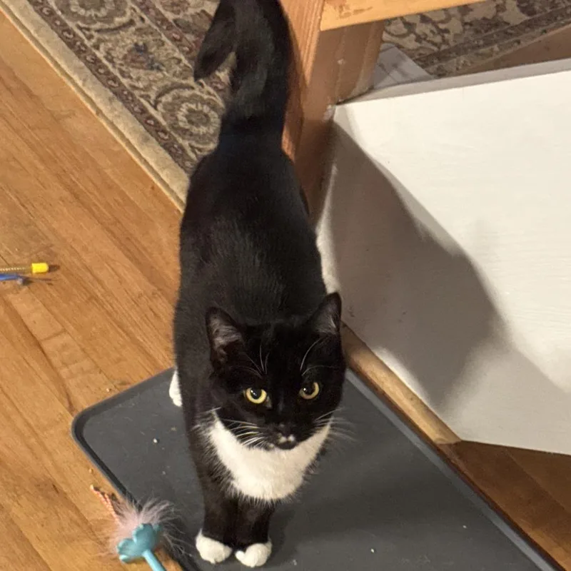An adult small-sized female Black Domestic Short Hair cat named Piper for adoption in Lynchburg, VA