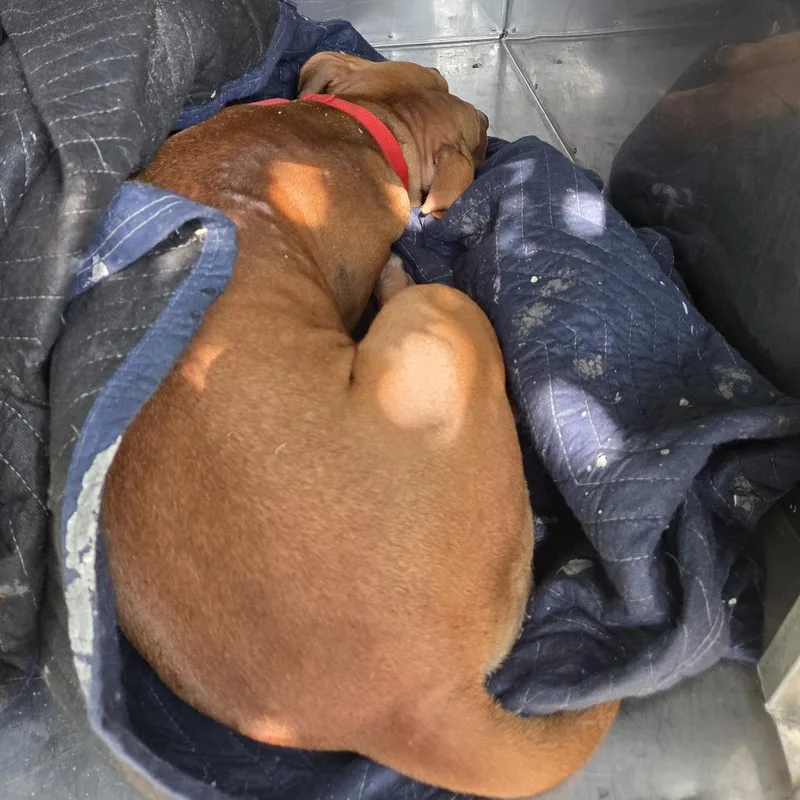 A young medium-sized female Yellow / Tan / Blond / Fawn Mixed Breed dog named StraythAvenue for adoption in Columbus, GA