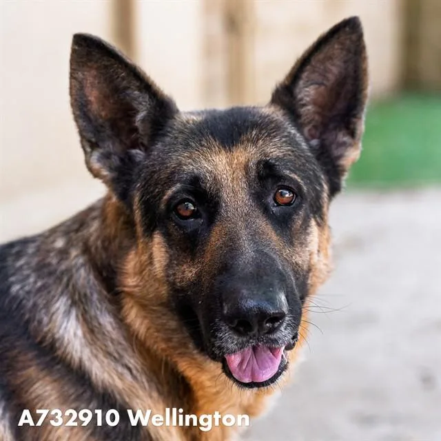 An adult large-sized male German Shepherd Dog dog named Wellington for adoption in Sacramento, CA