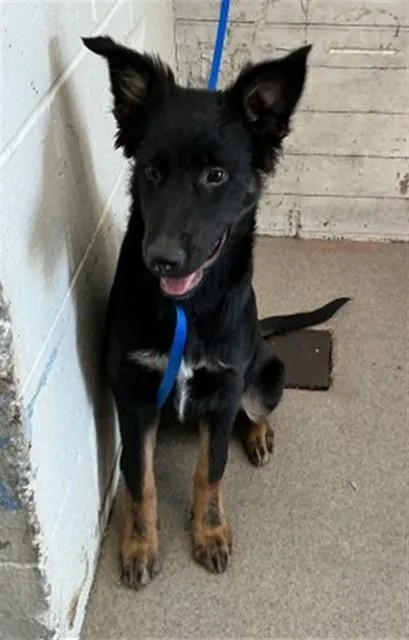 A baby small-sized female German Shepherd Dog dog named Miley for adoption in San Bernardino, CA