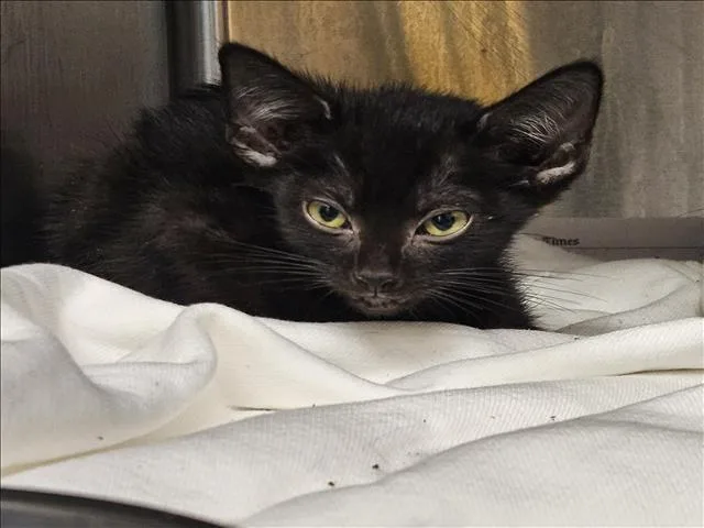 A baby small-sized male Domestic Short Hair cat named Sam for adoption in Los Angeles, CA
