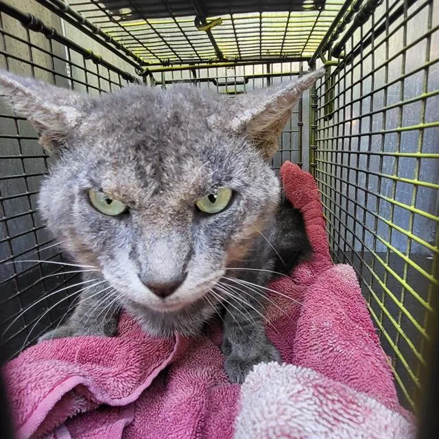 An adult medium-sized male Domestic Short Hair cat named Tiger for adoption in San Antonio, TX