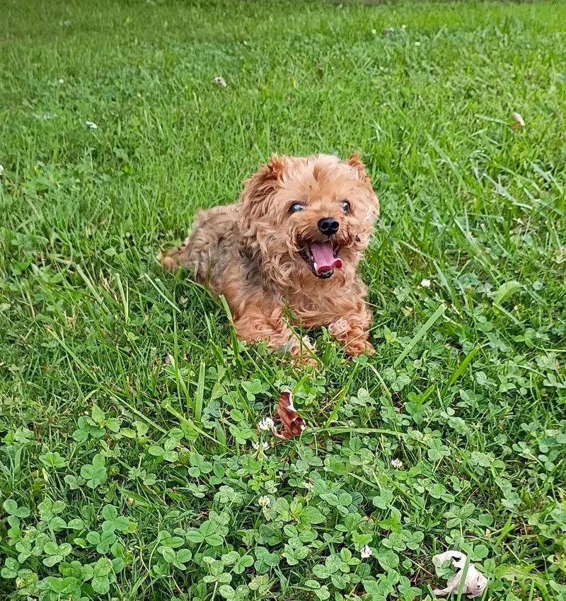 Lil Man