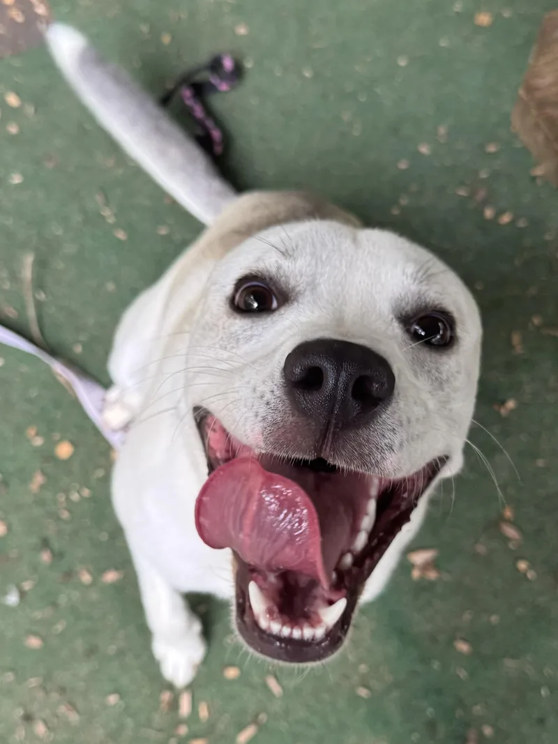 A young large-sized male Apricot / Beige Labrador Retriever dog named Rocky for adoption in Cedarburg, WI