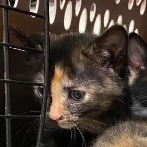 A baby small-sized female Brown / Chocolate Domestic Short Hair cat named Snickers for adoption in Hannibal, MO