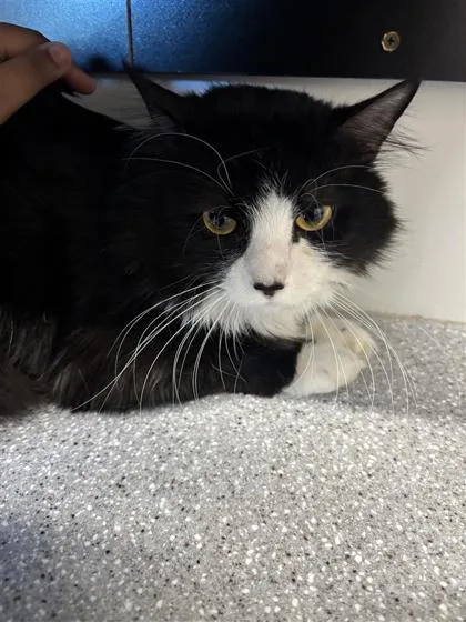 An adult large-sized male Domestic Long Hair cat named Zayne for adoption in West Chester, PA