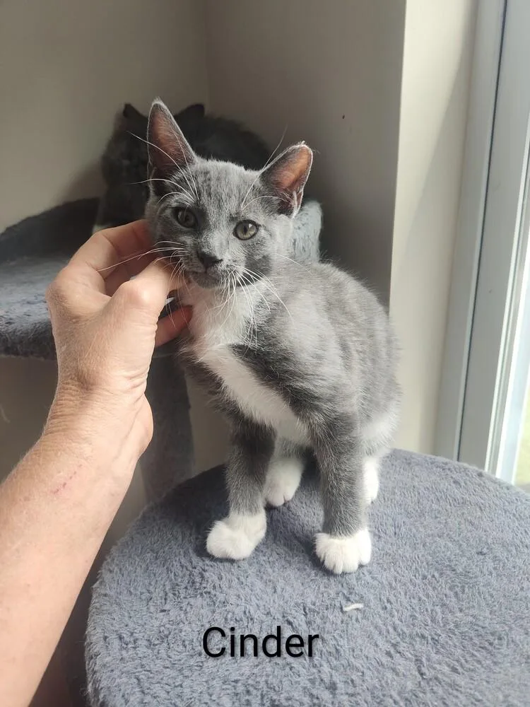 A baby small-sized female Gray & White Domestic Short Hair cat named Cinder for adoption in Mooresville, NC