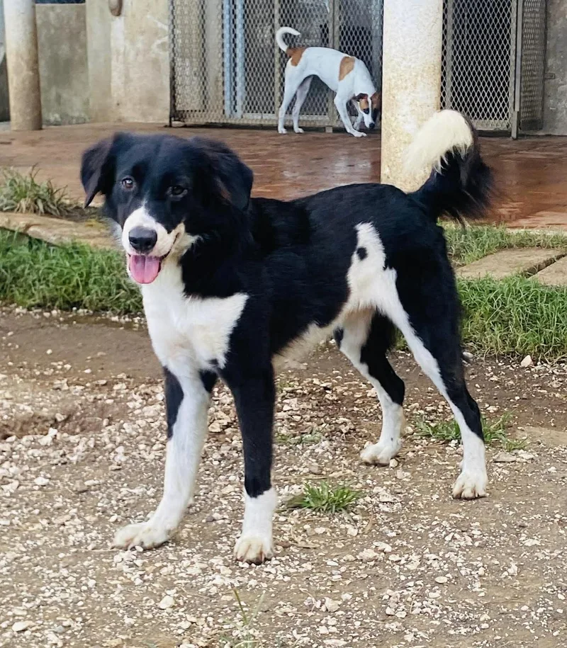 An adult medium-sized male Bearded Collie dog named Nike for adoption in Villalba, PR