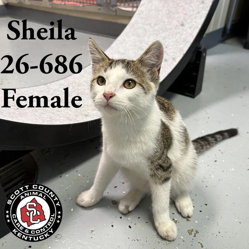 An adult small-sized female Domestic Short Hair cat named Sheila for adoption in Georgetown, KY