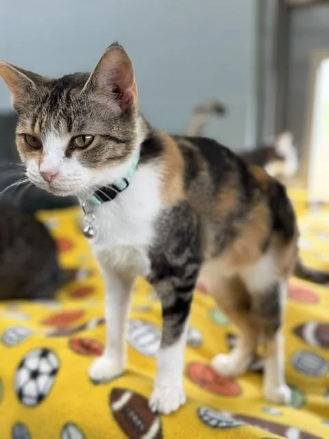 A young medium-sized female Calico Domestic Short Hair cat named Velvet for adoption in Bryan, OH