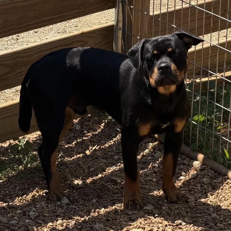 A young medium-sized male Black Rottweiler dog named Rocco for adoption in Duck River, TN