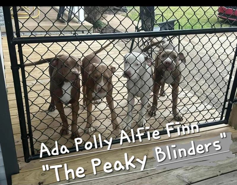 Polly thumbnail 3