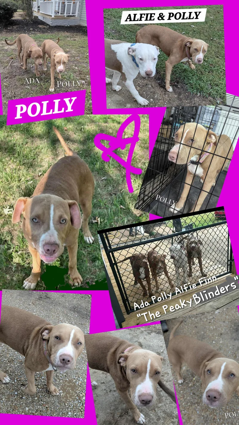 Polly thumbnail 6