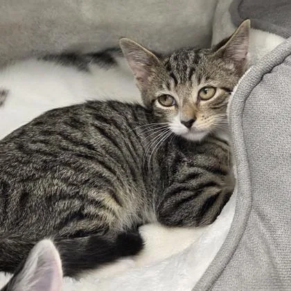 A baby small-sized male Domestic Short Hair cat named Patch for adoption in Voorhees, NJ