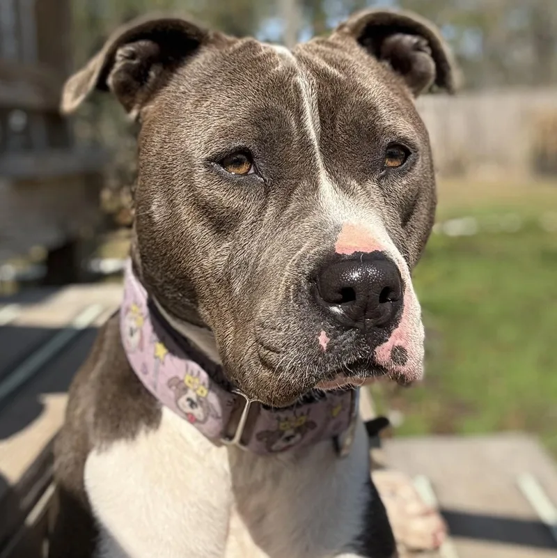 An adult medium-sized female Gray / Blue / Silver Pit Bull Terrier dog named Selma for adoption in Spring, TX