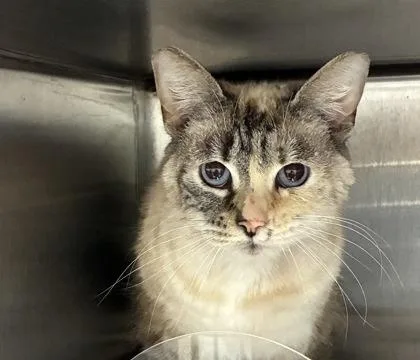 An adult medium-sized female Domestic Short Hair cat named Coral for adoption in Lafayette, IN