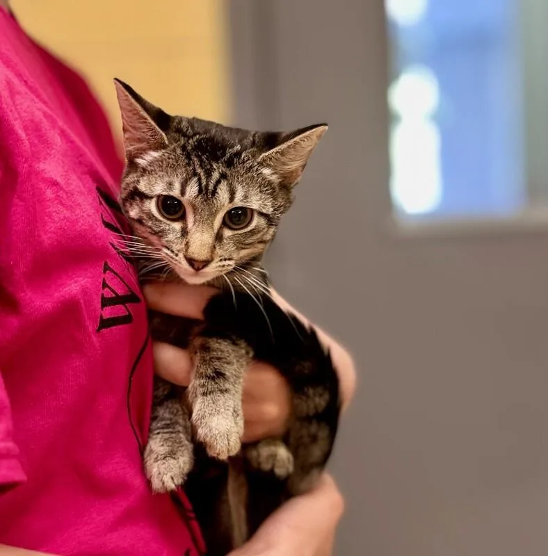 A young medium-sized female Tabby (Tiger Striped) Domestic Short Hair cat named Cobblestone for adoption in Wooster, OH
