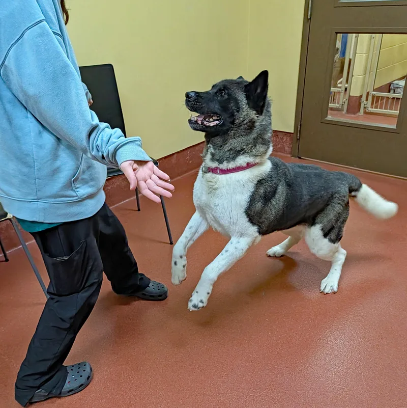 An adult large-sized female Brown / Chocolate Akita dog named Muffin for adoption in Accident, MD