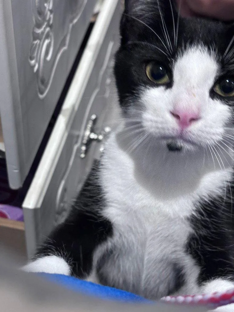 A baby small-sized male Domestic Short Hair cat named Ricky for adoption in Sayreville, NJ