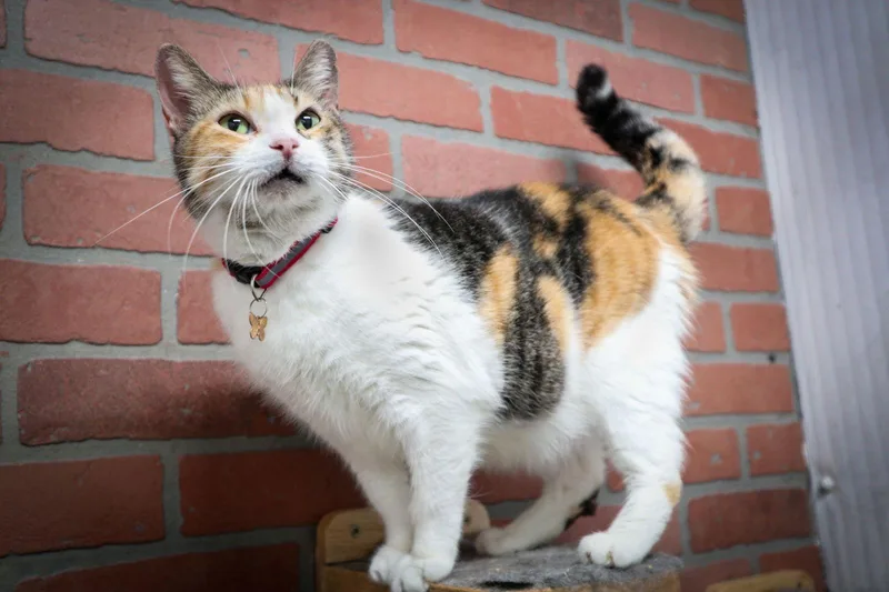 An adult medium-sized female Domestic Short Hair cat named Aphrodite for adoption in Margate, FL