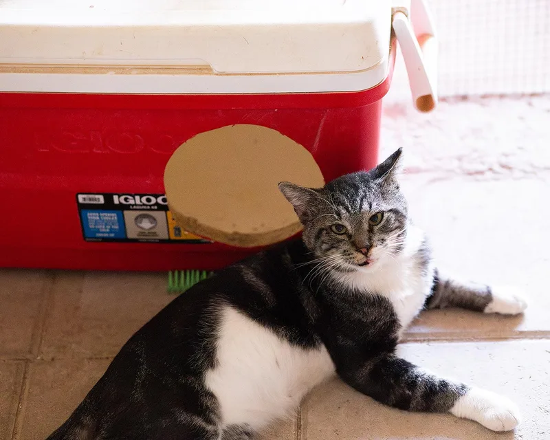 An adult medium-sized male Tabby (Gray / Blue / Silver) Domestic Short Hair cat named Stephen for adoption in Marana, AZ