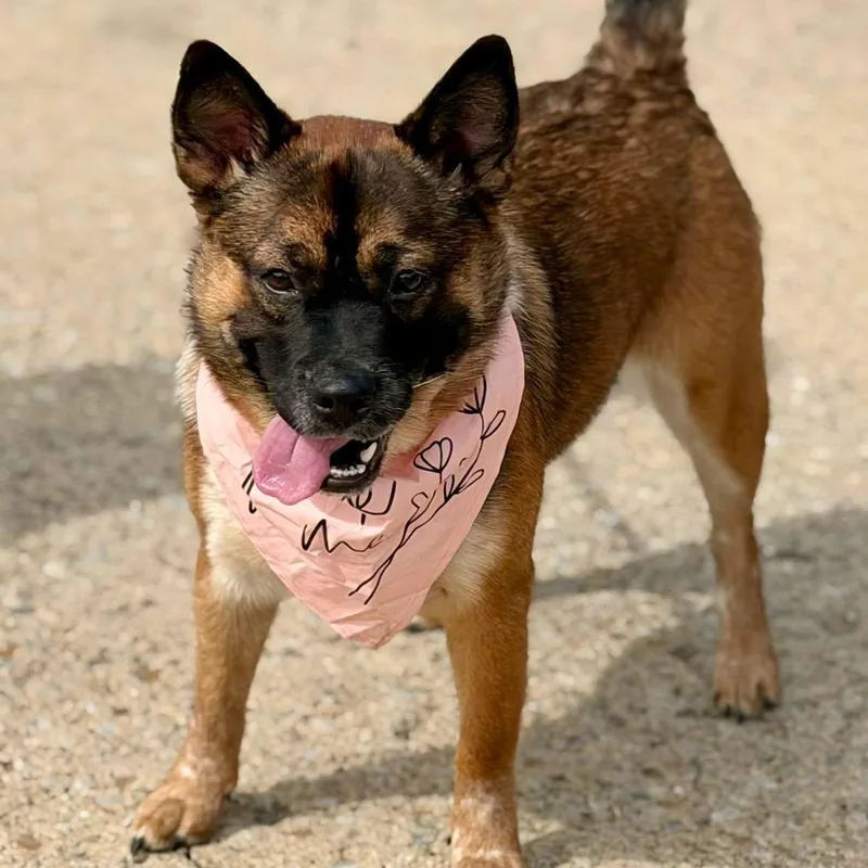 A young medium-sized female Brown / Chocolate Australian Cattle Dog / Blue Heeler dog named Darla for adoption in Effingham, IL