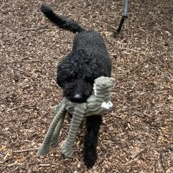 Sam