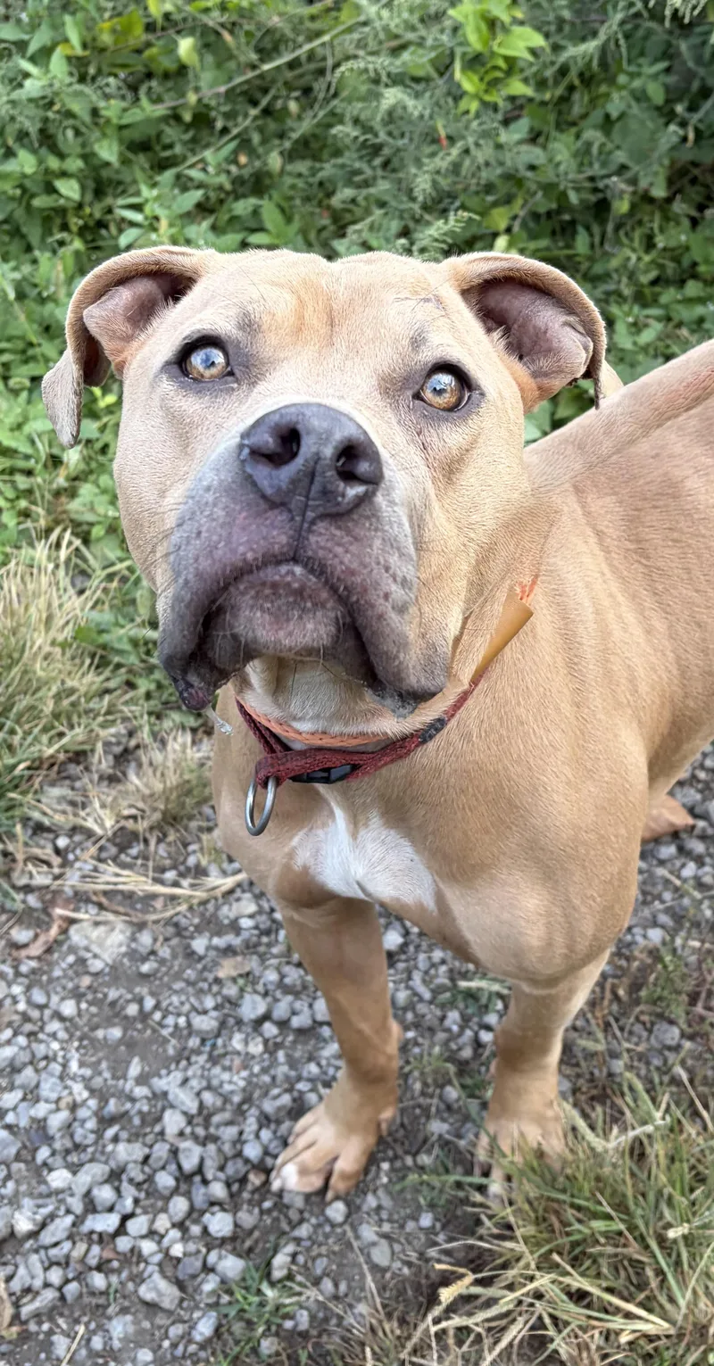 A young medium-sized female Yellow / Tan / Blond / Fawn Mixed Breed dog named Blair for adoption in McKeesport, PA