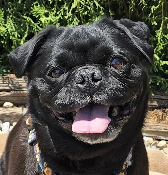 A young small-sized female Black Pug dog named Precious Lil Ms Piggy for adoption in Albuquerque, NM