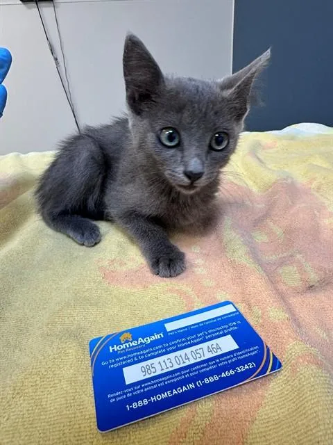 A baby medium-sized female Domestic Short Hair cat named Beetle for adoption in San Luis Obispo, CA