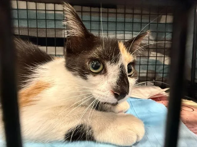 A baby small-sized female Domestic Short Hair cat named Tally for adoption in Charlotte, NC