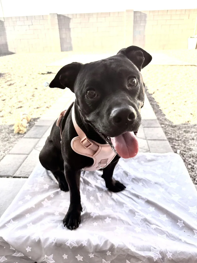 Chiquita thumbnail 2