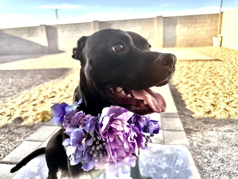 Chiquita thumbnail 3