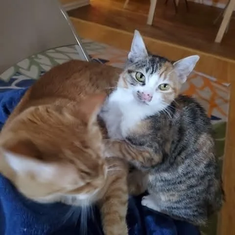 Isabella thumbnail 2