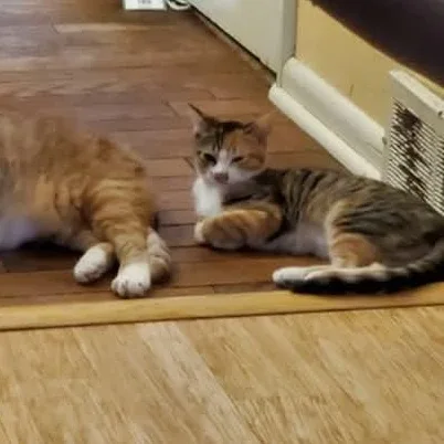 Isabella thumbnail 3