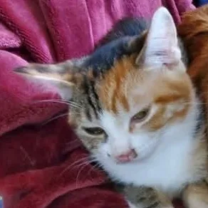 Isabella thumbnail 5