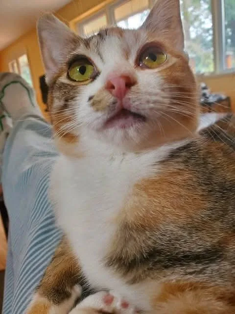 Isabella thumbnail 6