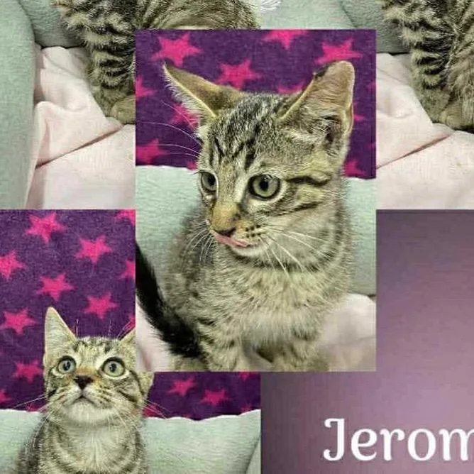 A young small-sized male Brown / Chocolate Domestic Short Hair cat named Sir Jerome for adoption in Inwood, WV