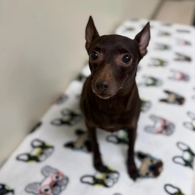 An adult small-sized female Brown / Chocolate Rat Terrier dog named Paisley for adoption in Greensburg, PA